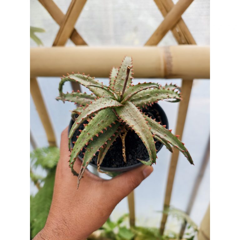 1470. Aloe Castilloniae Hybrid