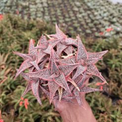 Alternative view of 2177. Aloe Donniae
