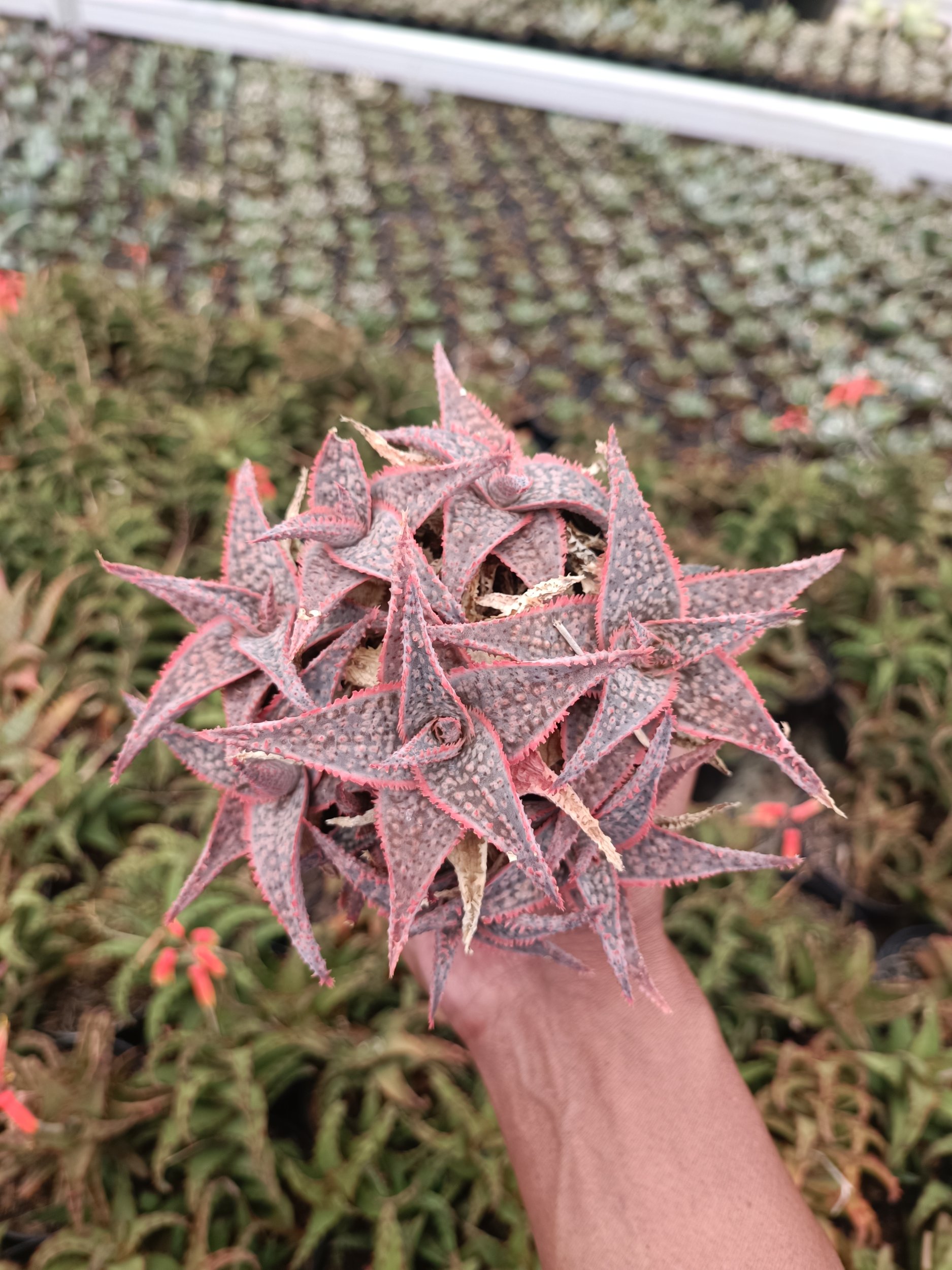 2177. Aloe Donniae - Image 2