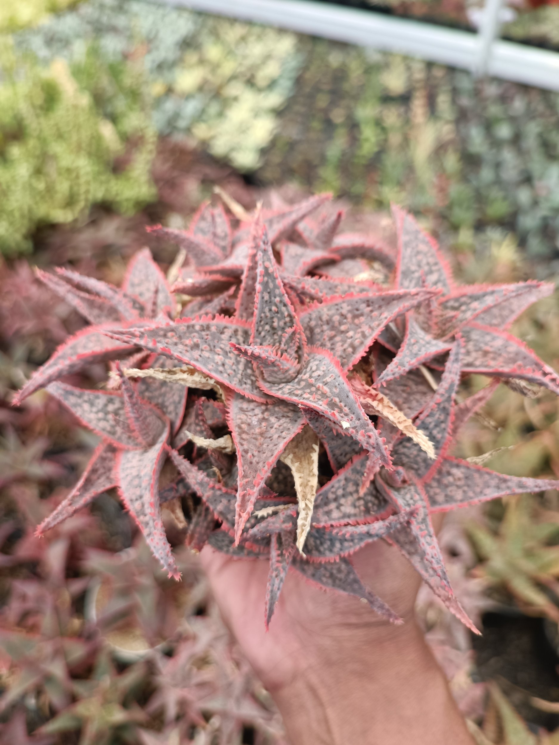 2177. Aloe Donniae - Image 3