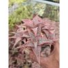 2177. Aloe Donniae