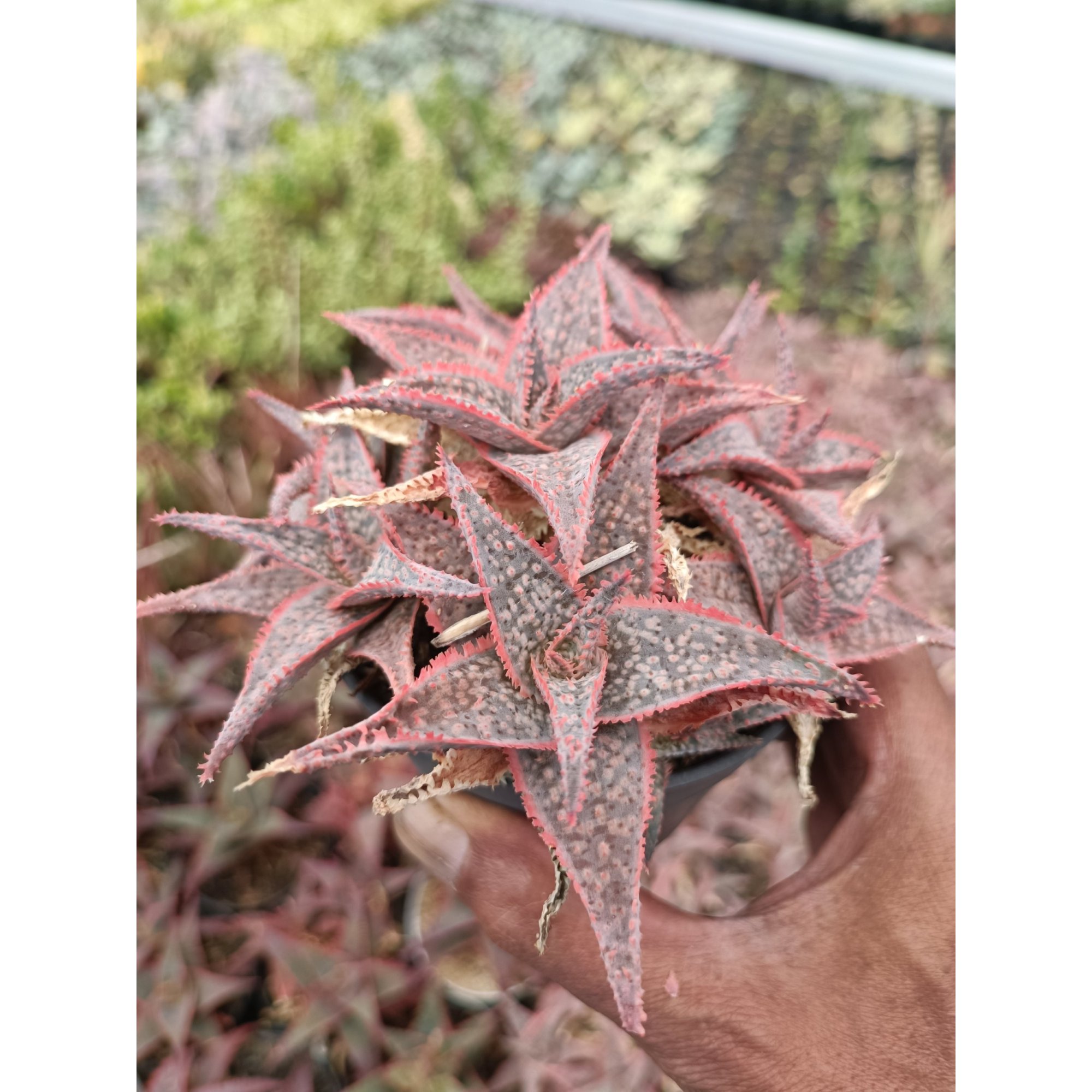 2177. Aloe Donniae