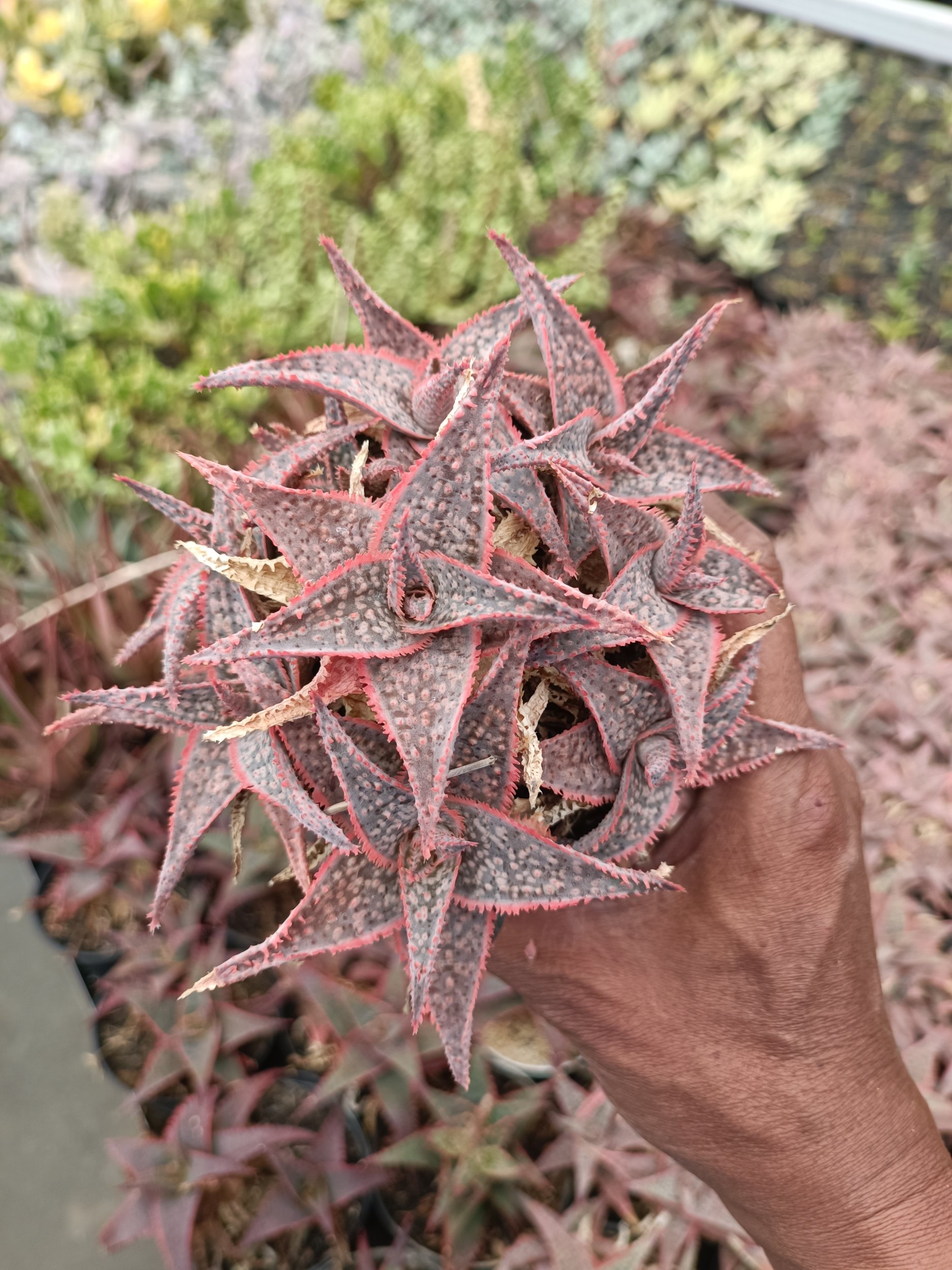 2177. Aloe Donniae - Image 4
