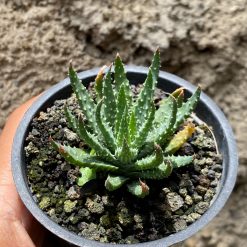 Alternative view of 1607. Aloe Humilis