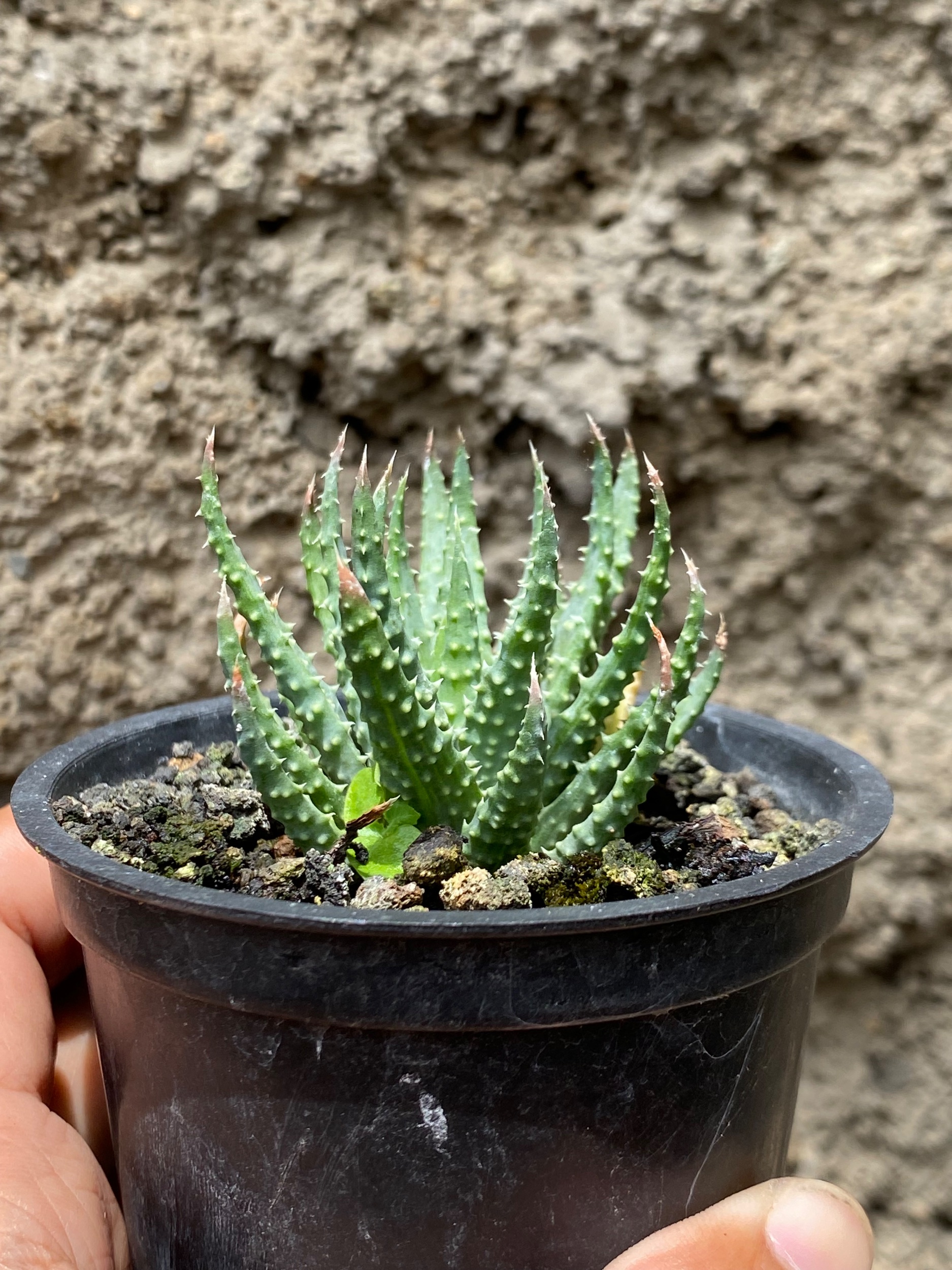1607. Aloe Humilis - Image 3