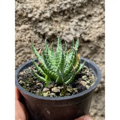 1607. Aloe Humilis