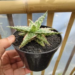Alternative view of 1523. Aloe Hybrid Draculas