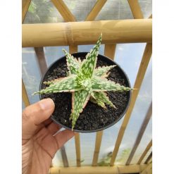 1523. Aloe Hybrid Draculas