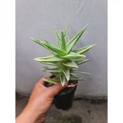 1721. Aloe Nobilis White Variegated