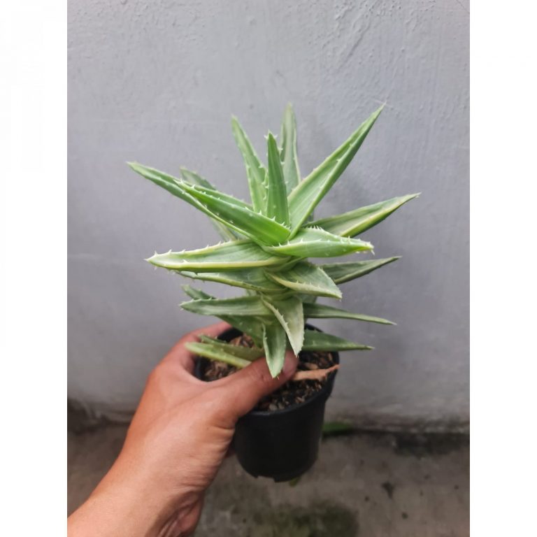 1721. Aloe Nobilis White Variegated