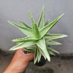 Alternative view of 1721. Aloe Nobilis White Variegated