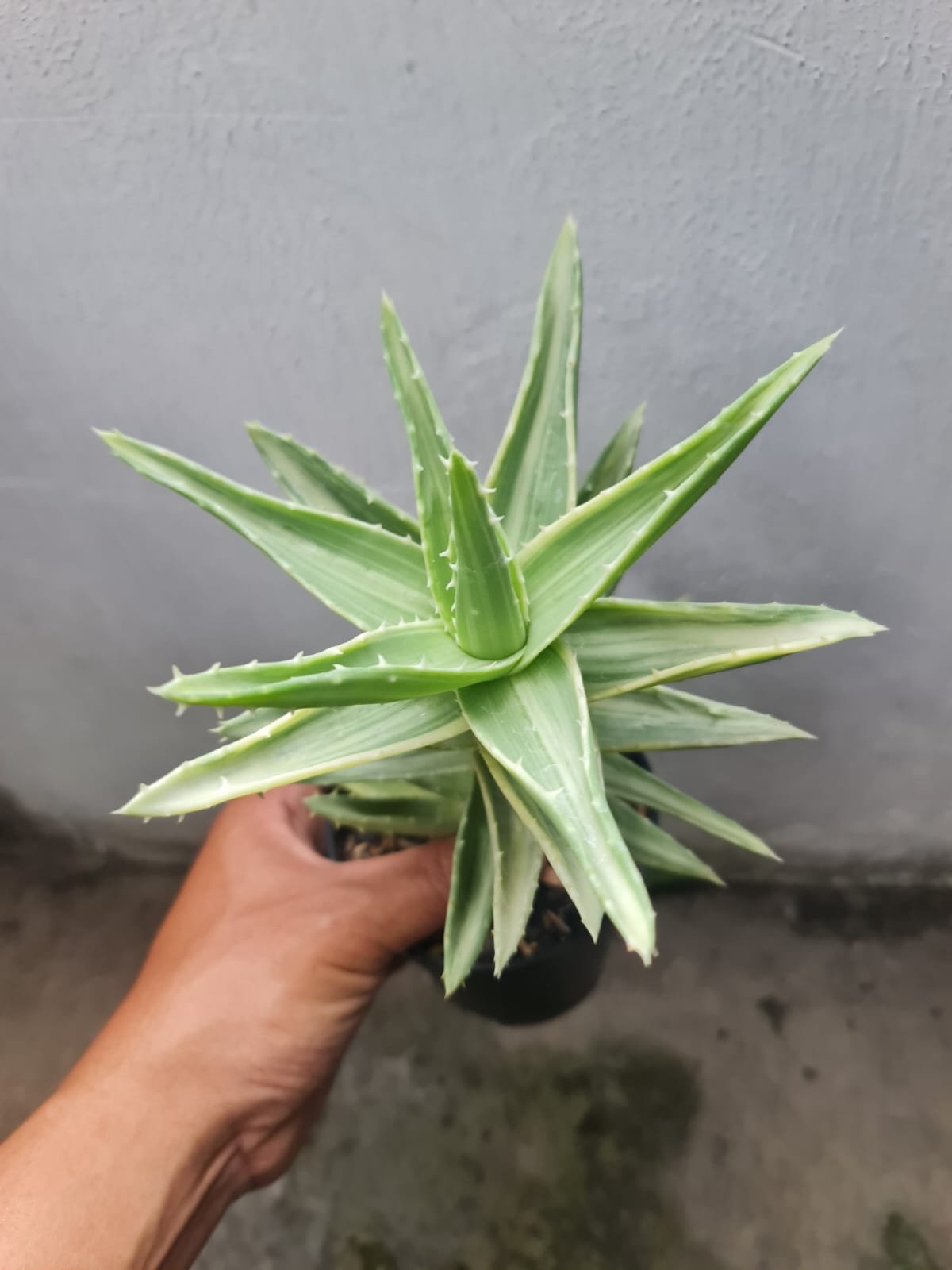 1721. Aloe Nobilis White Variegated - Image 2