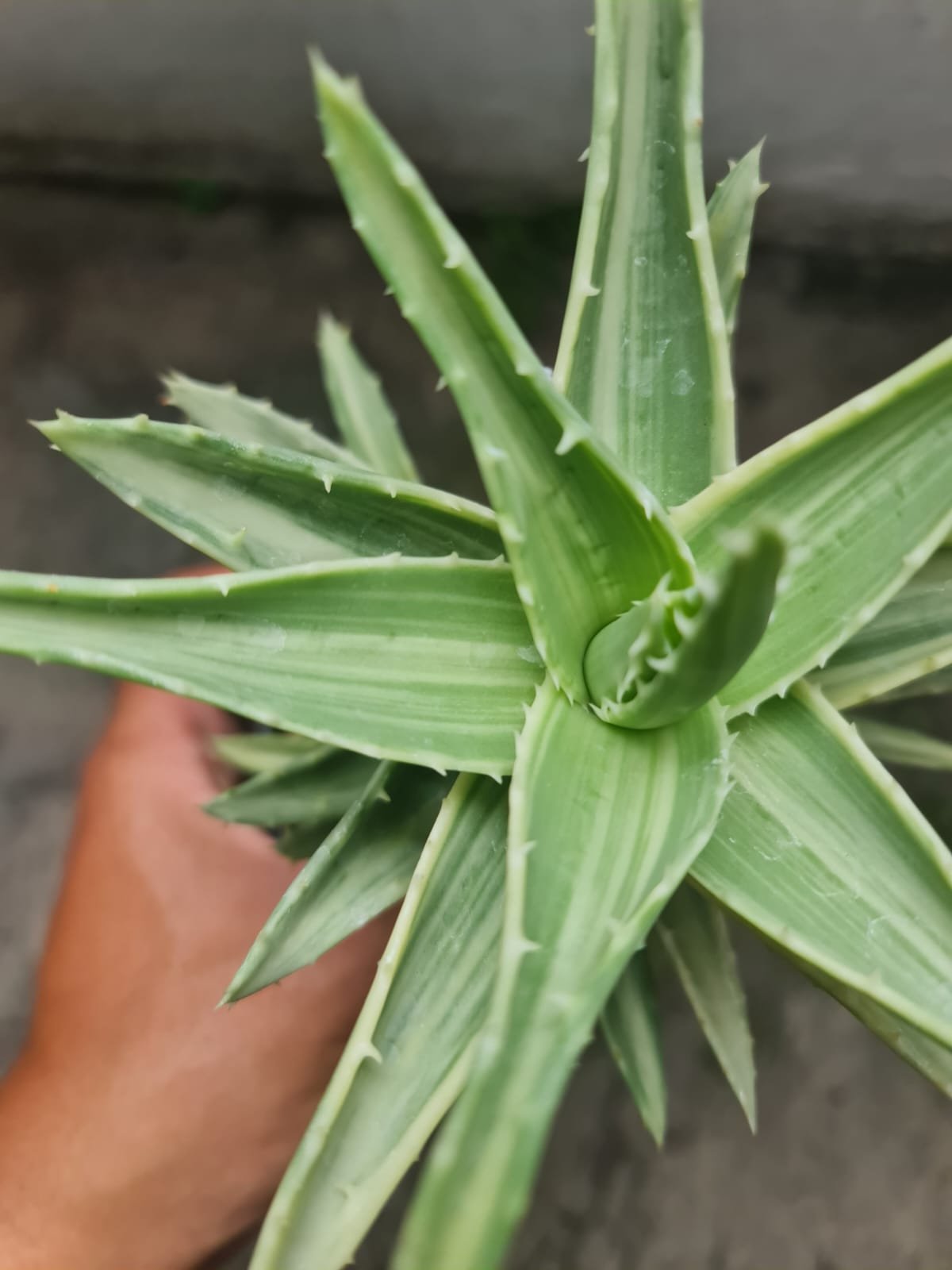 1721. Aloe Nobilis White Variegated - Image 3