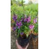 2221. Angelonia Angustifolia size 35 cm
