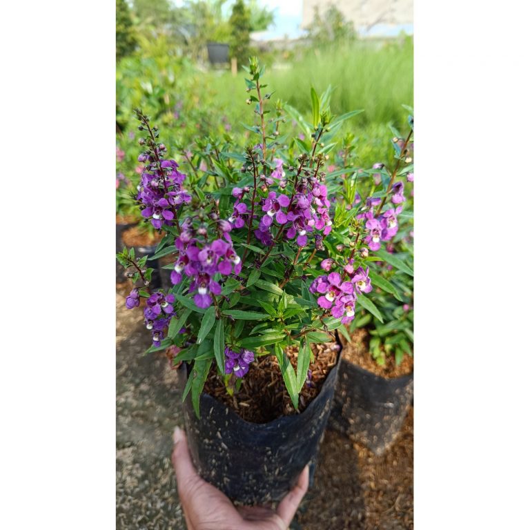 2221. Angelonia Angustifolia size 35 cm
