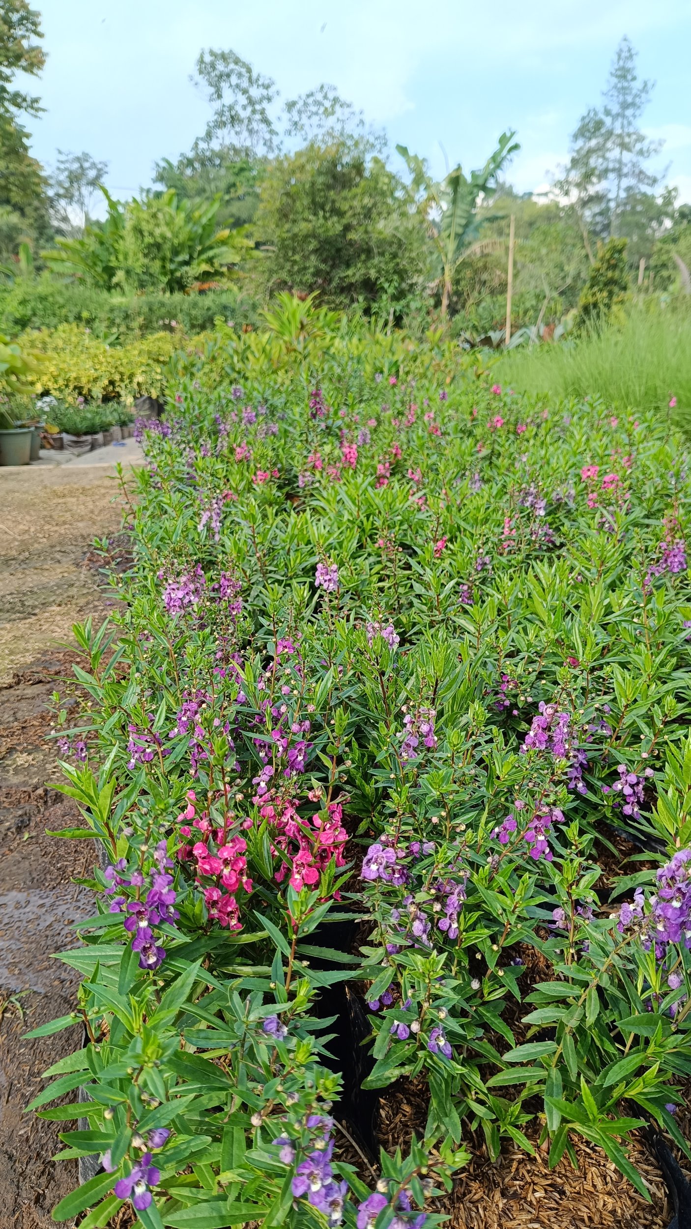 2221. Angelonia Angustifolia size 35 cm - Image 2