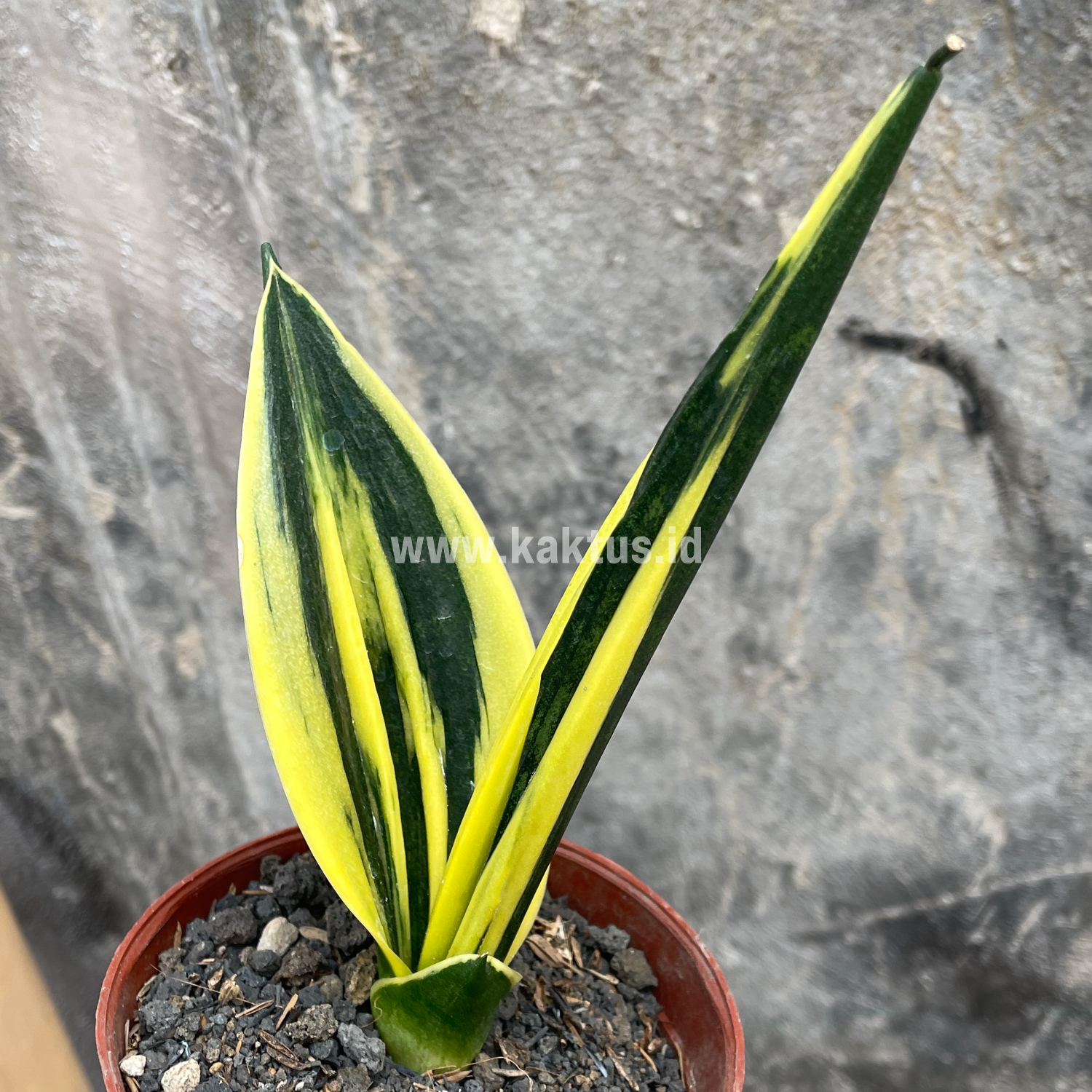 905. Sansevieria Gold Flame Pipe Leaf - Image 2