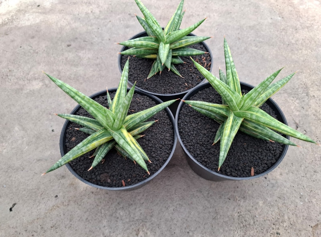 1024. Sansevieria Balii Variegated - Image 18
