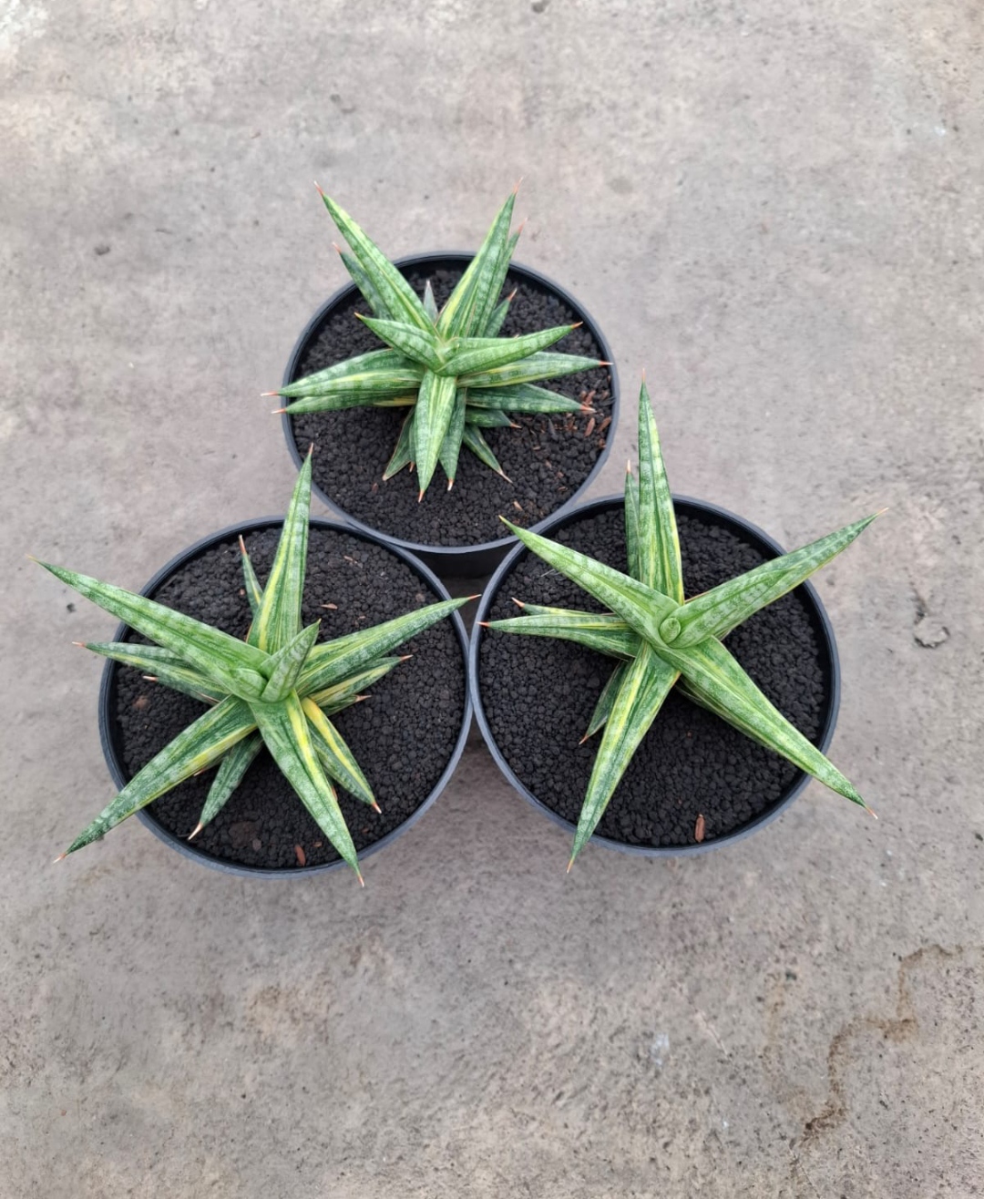 1024. Sansevieria Balii Variegated - Image 17
