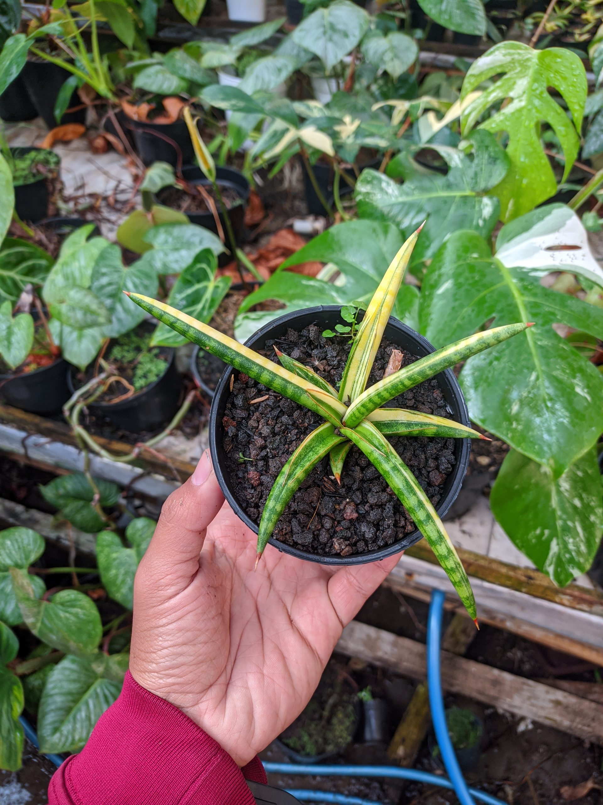 1024. Sansevieria Balii Variegated - Image 12
