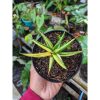 1024. Sansevieria Balii Variegated