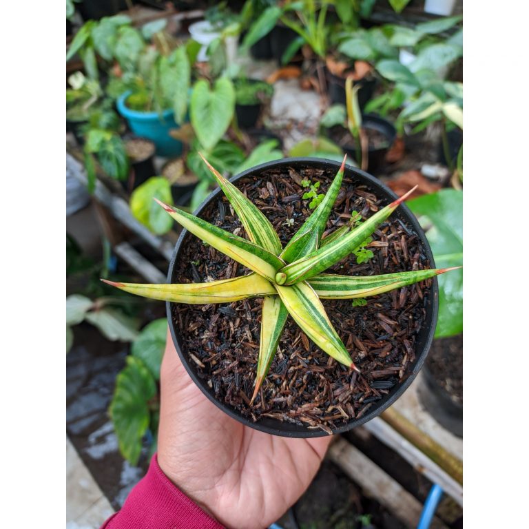 1024. Sansevieria Balii Variegated