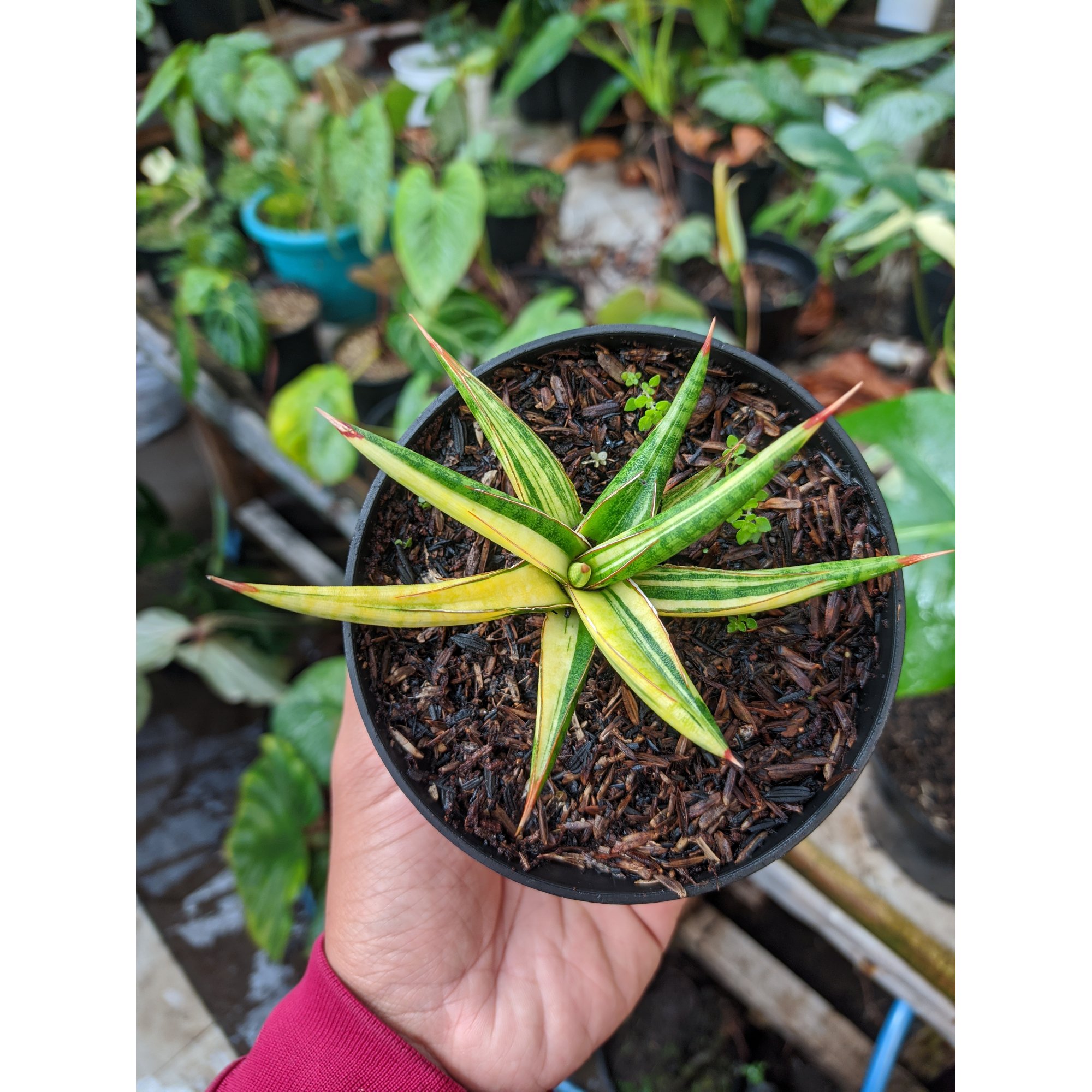 1024. Sansevieria Balii Variegated