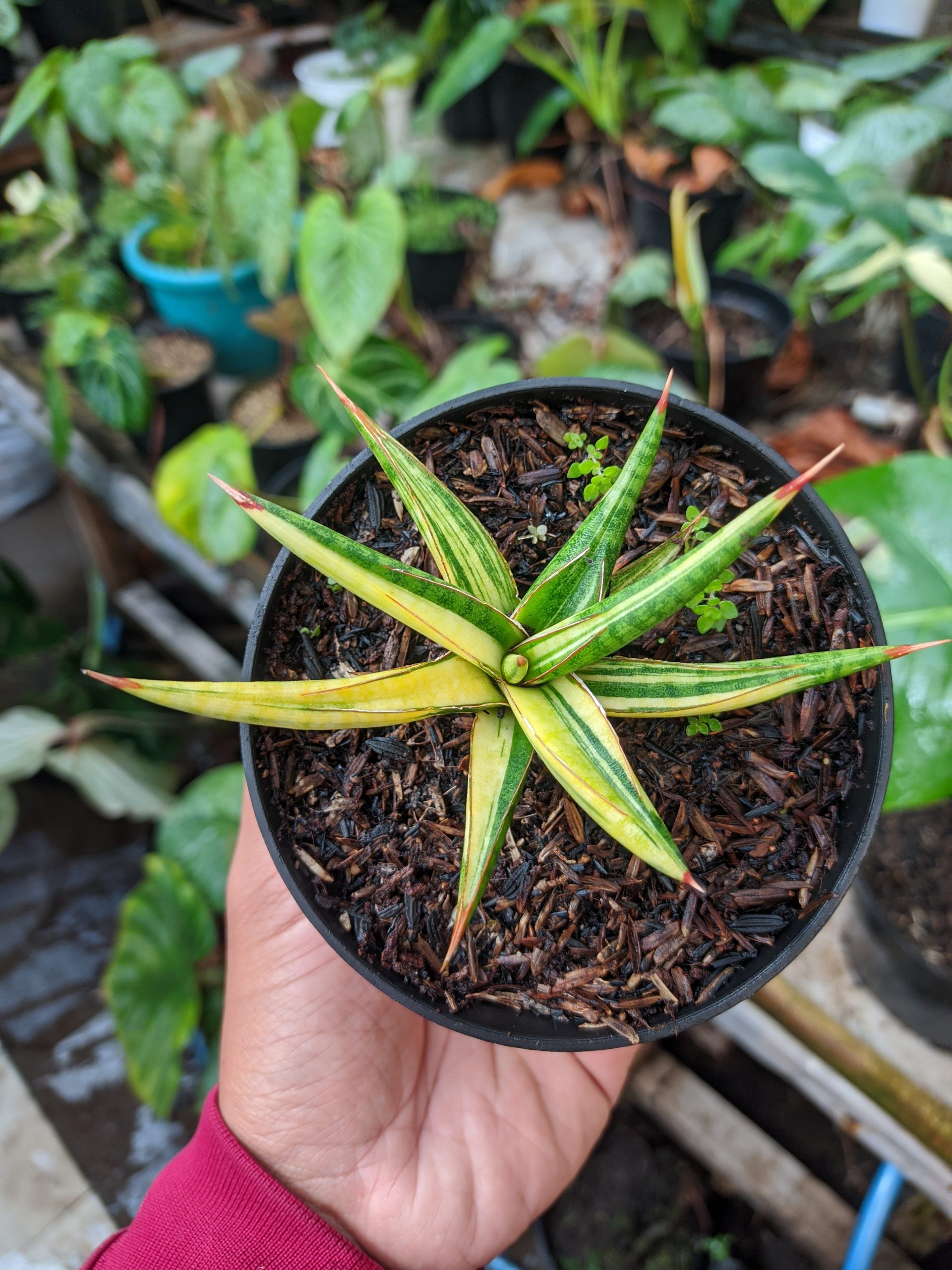 1024. Sansevieria Balii Variegated - Image 11