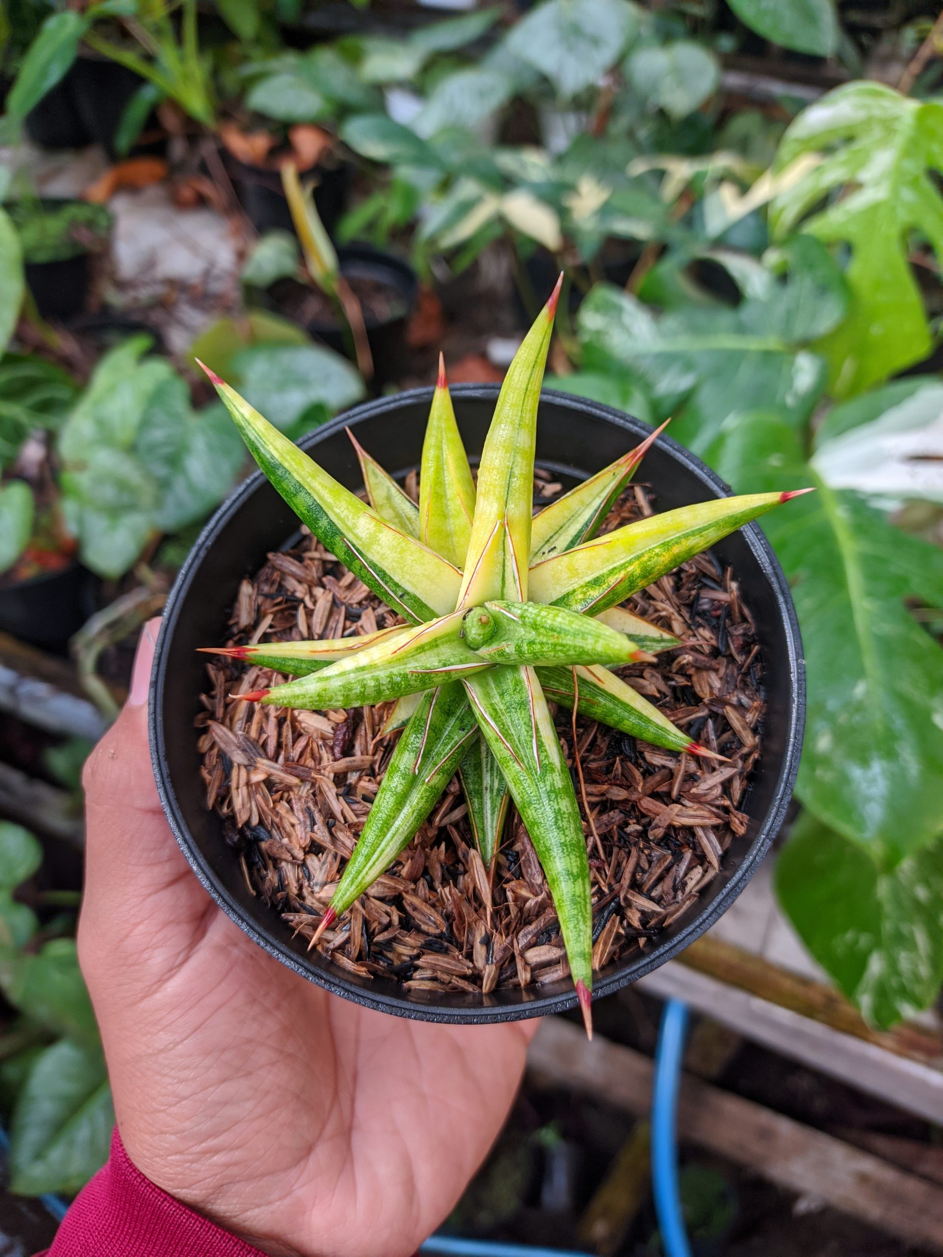 1024. Sansevieria Balii Variegated - Image 6