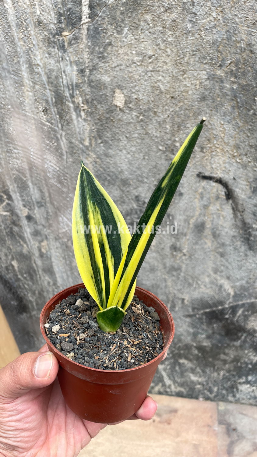 905. Sansevieria Gold Flame Pipe Leaf - Image 18