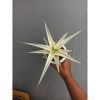 1452. Sansevieria Snow White Size 20 Cm