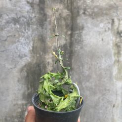 Alternative view of 1717. Ceropegia Simonae