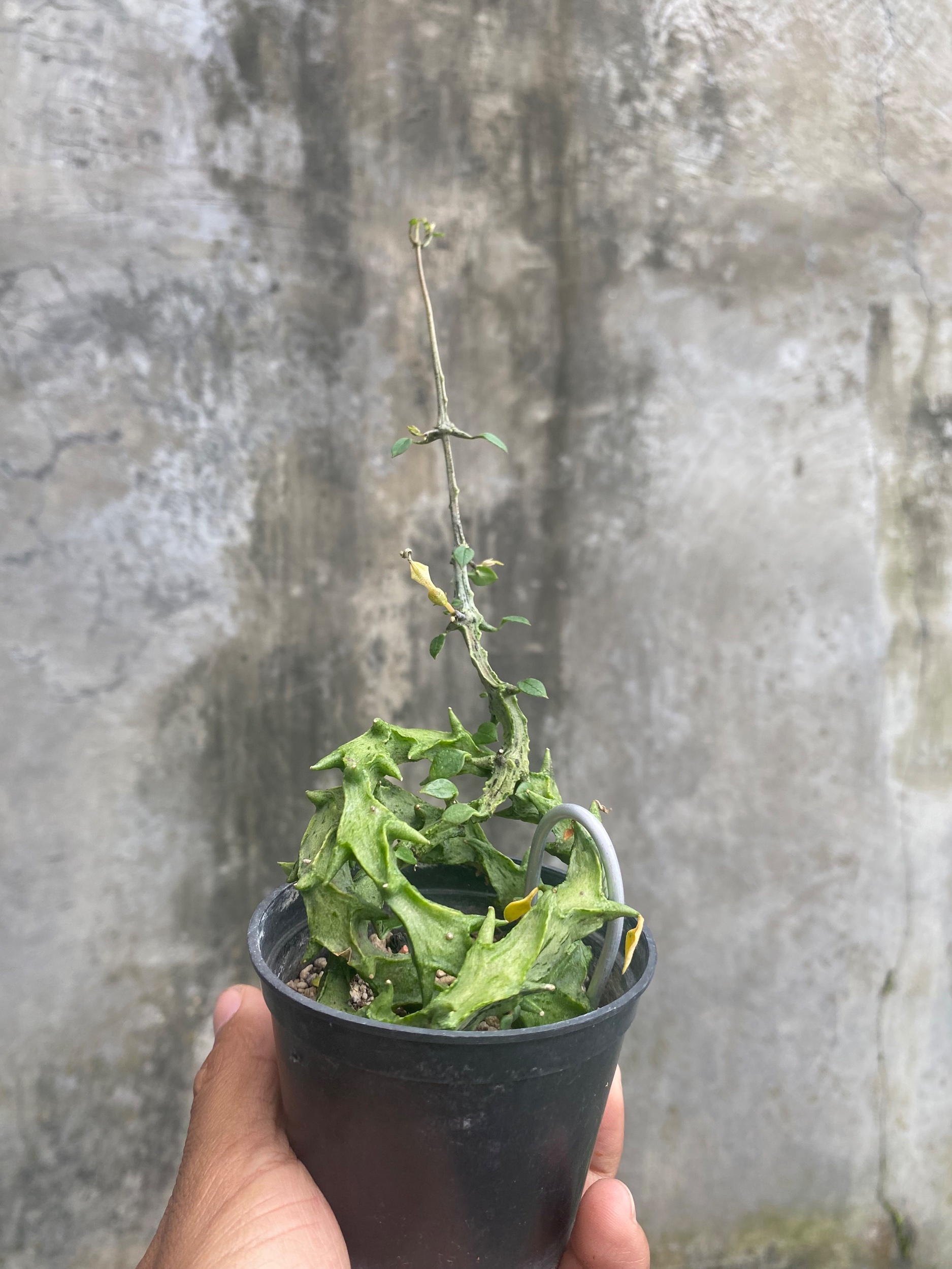 1717. Ceropegia Simonae - Image 2