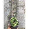 1717. Ceropegia Simonae