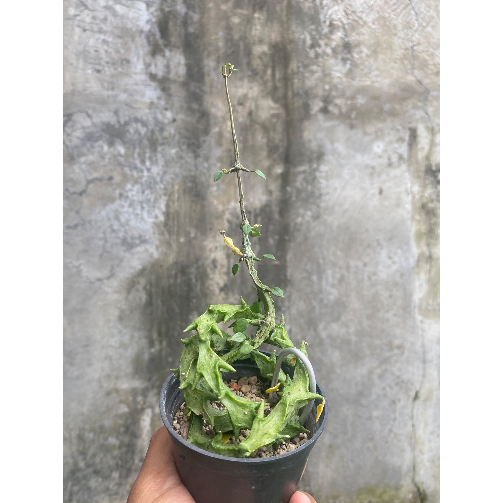 1717. Ceropegia Simonae