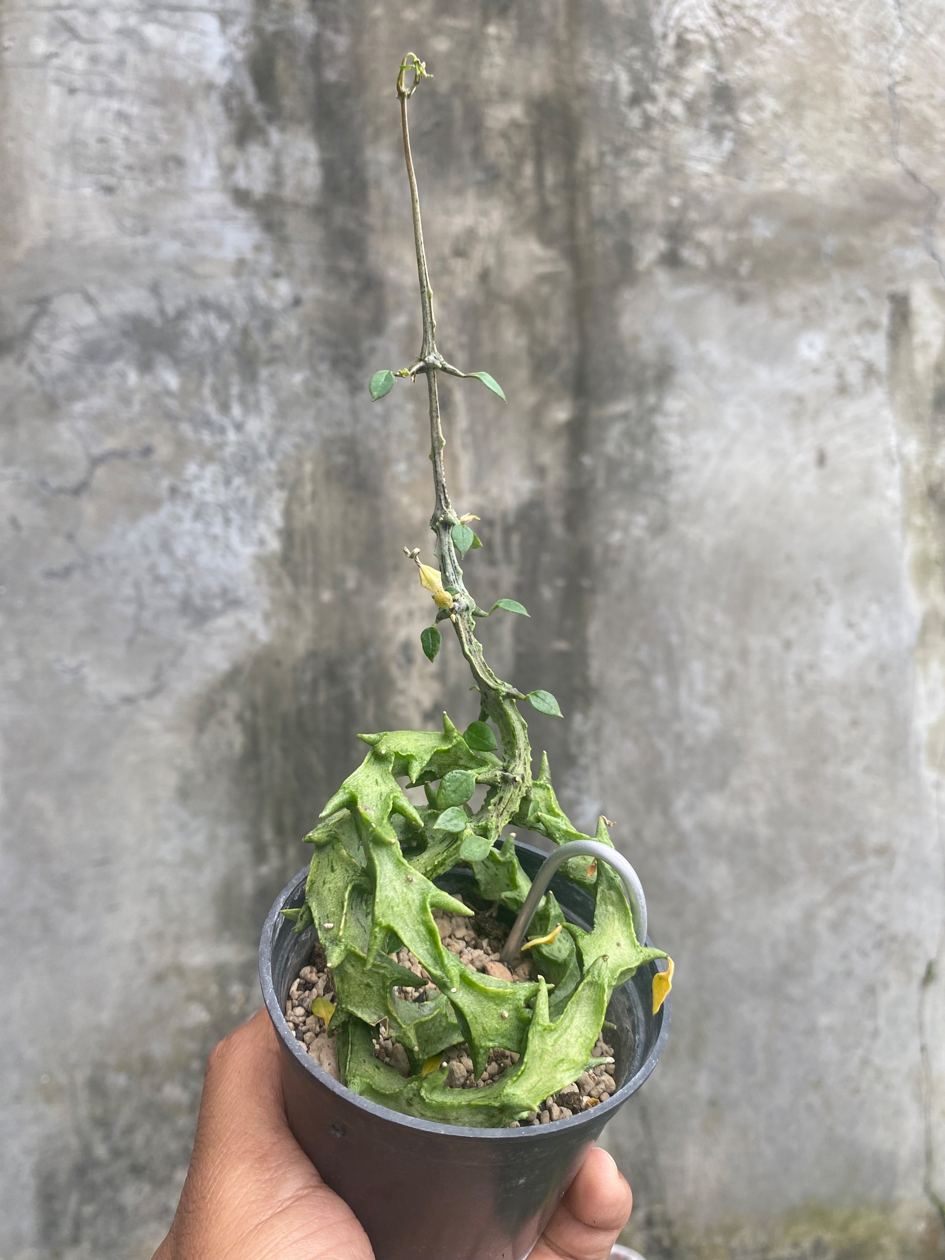 1717. Ceropegia Simonae - Image 3
