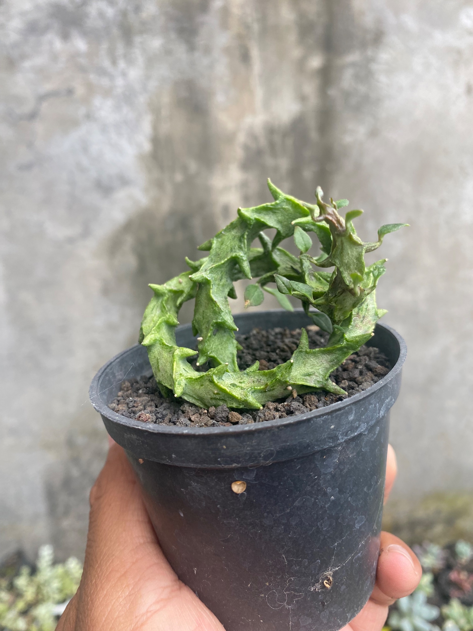1717. Ceropegia Simonae - Image 5
