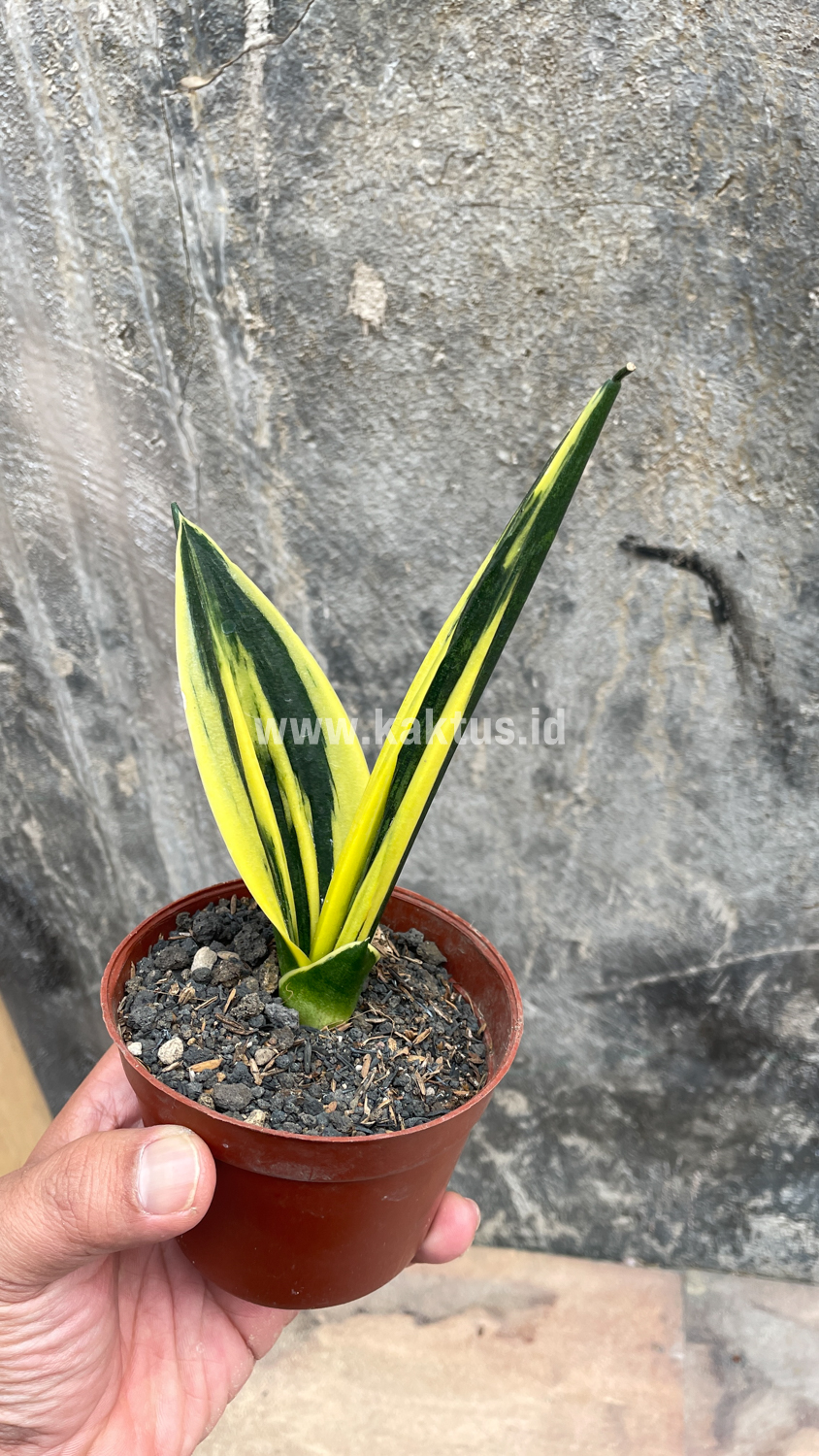 905. Sansevieria Gold Flame Pipe Leaf - Image 15