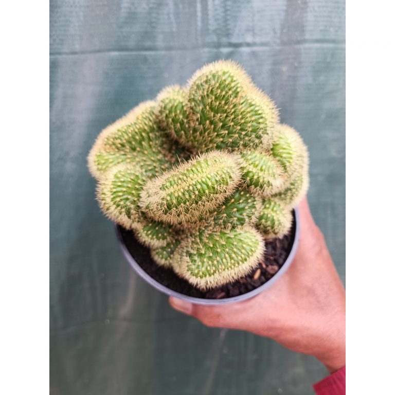 2106. Cleistocactus Winteri Forma Cristata