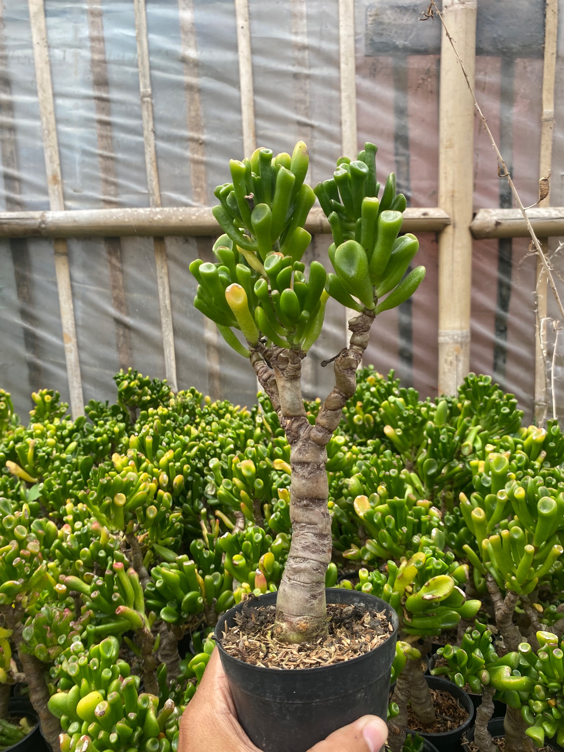1921. Crassula Ovata ‘gollum' Bonsai - Image 2