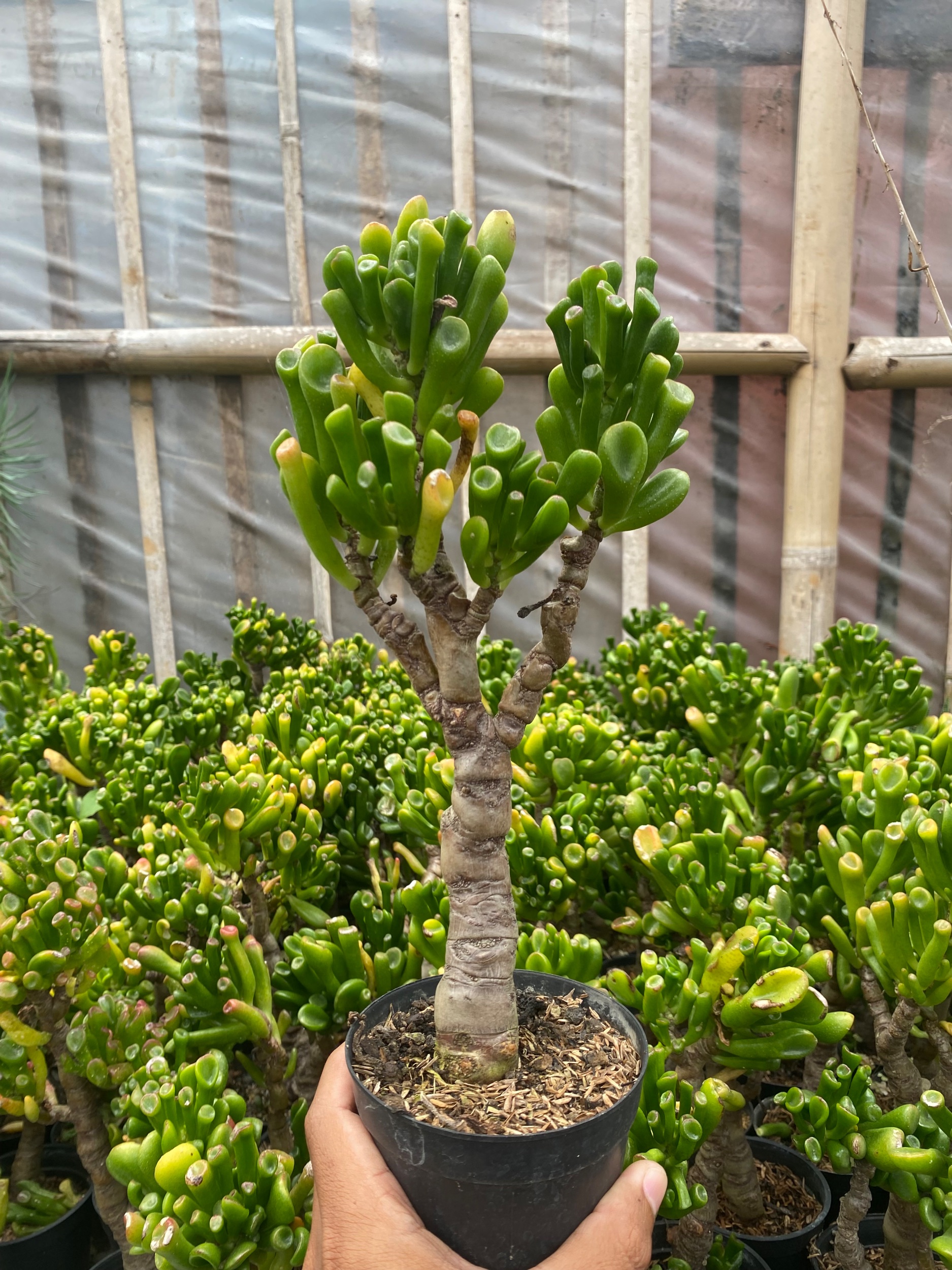 1921. Crassula Ovata ‘gollum' Bonsai - Image 3