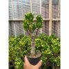 1921. Crassula Ovata ‘gollum' Bonsai