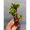 1921. Crassula Ovata ‘gollum' Bonsai