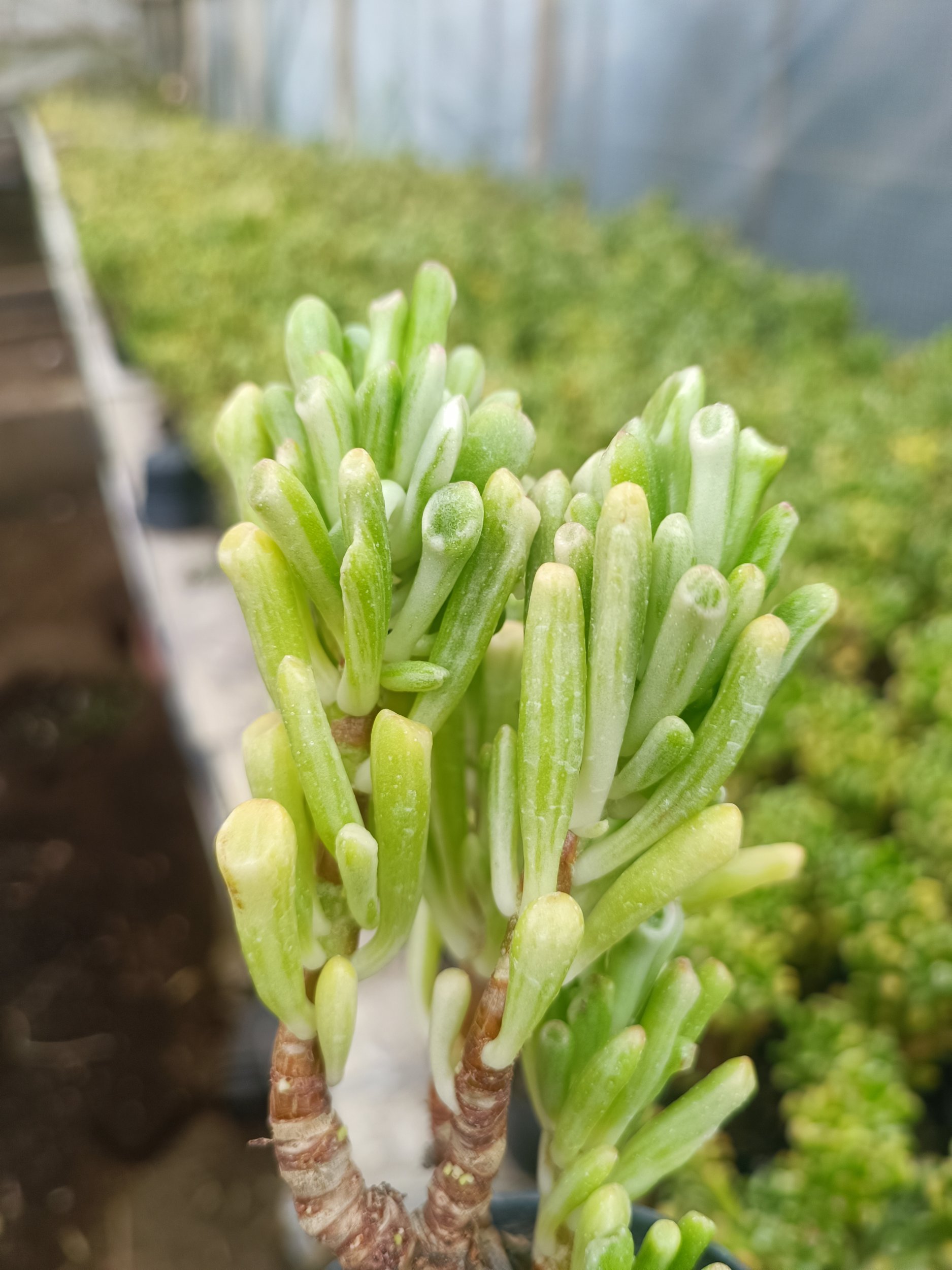 2068. Crassula Ovata Gollum Silver Bonsai - Image 2