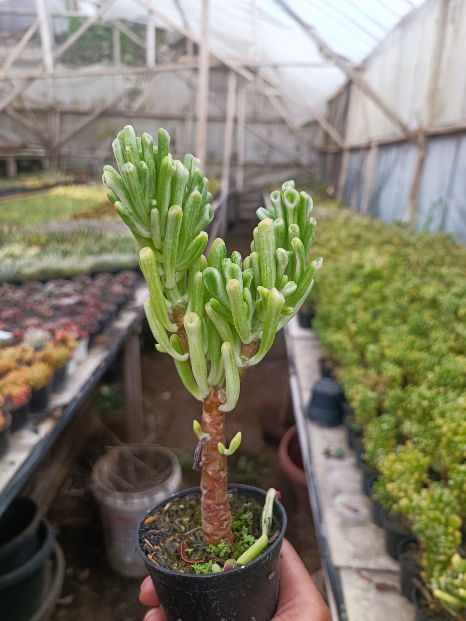 2068. Crassula Ovata Gollum Silver Bonsai - Image 3