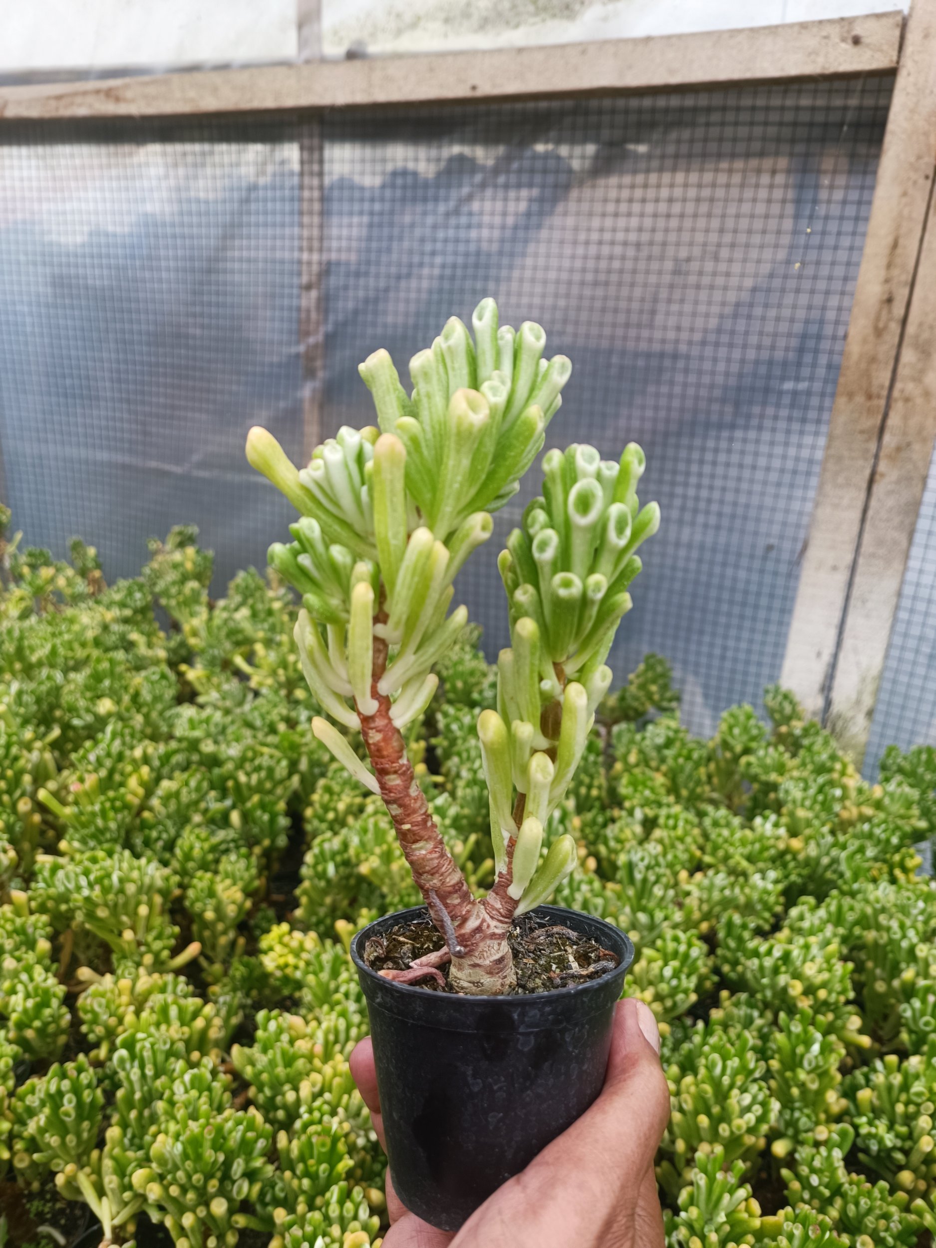 2068. Crassula Ovata Gollum Silver Bonsai - Image 4