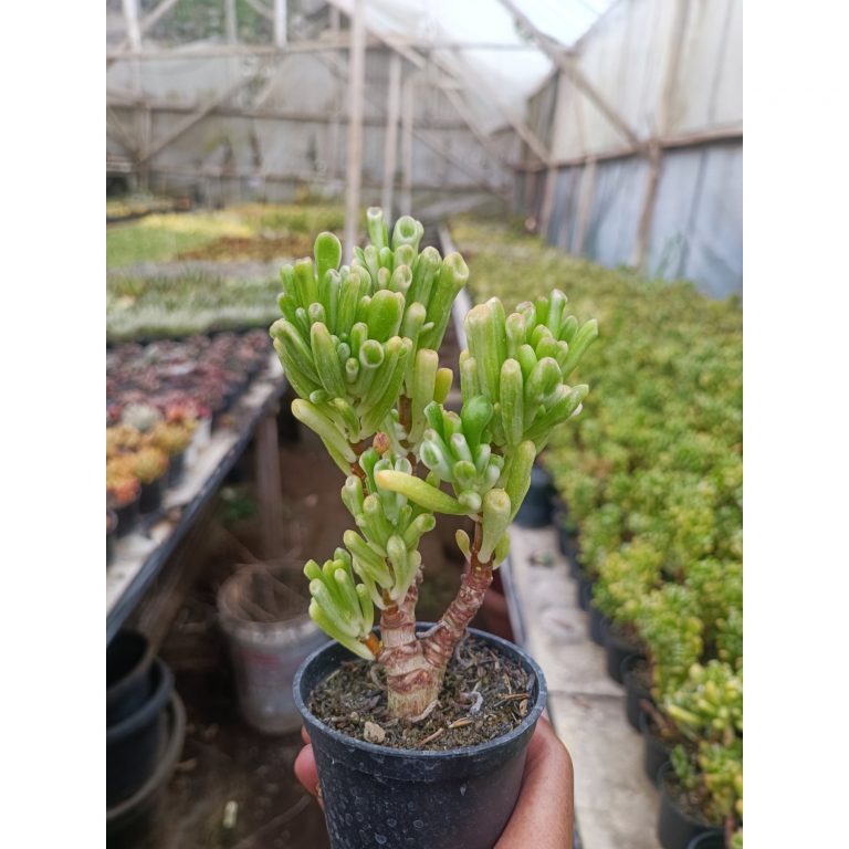2068. Crassula Ovata Gollum Silver Bonsai