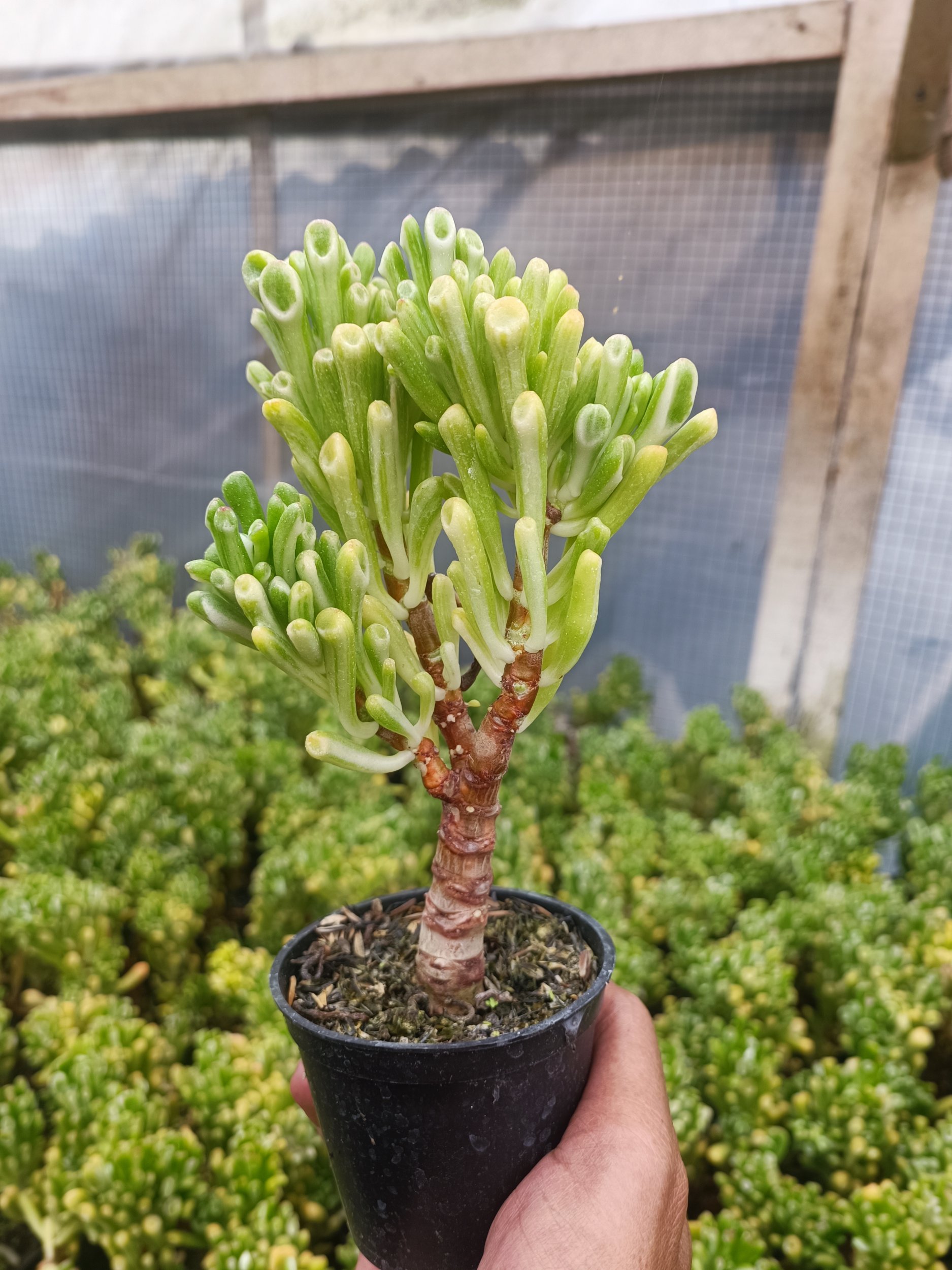 2068. Crassula Ovata Gollum Silver Bonsai - Image 5