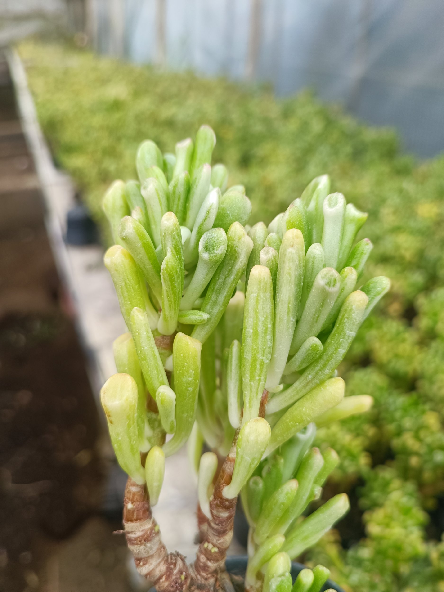 2068. Crassula Ovata Gollum Silver Bonsai - Image 6