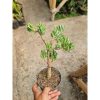 2323. Crassula Ovata Gollum White Bonsai Pot 12